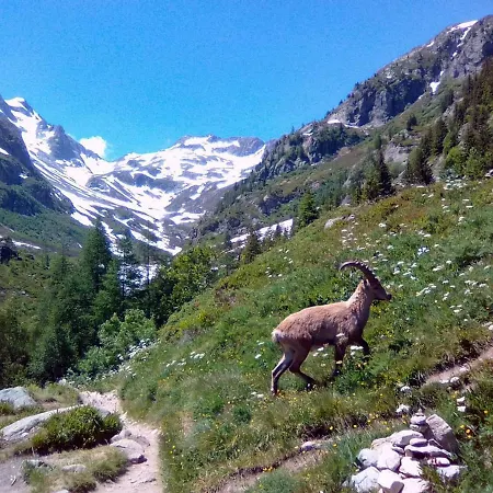 Pyrene Mont-blanc *